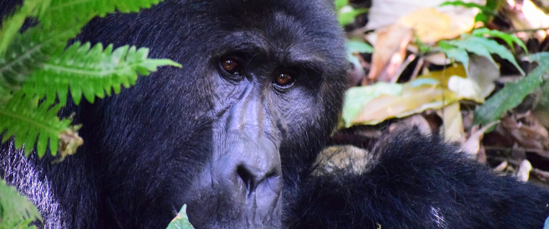 Gorillas in the Mist