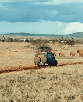 Wildlife game drive